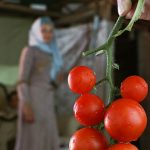 From Farm to Table